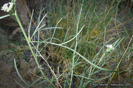 Sivun Lepidium fremontii S. Watson kuva