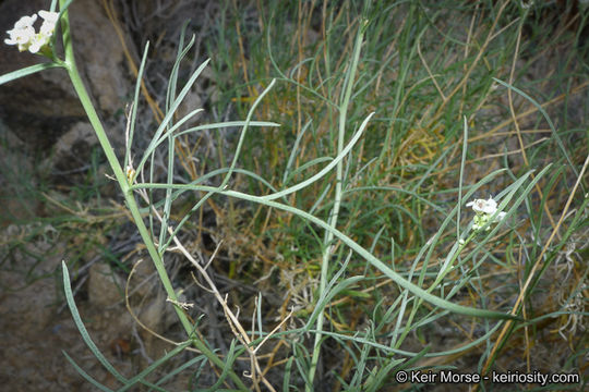 Image of desert pepperweed