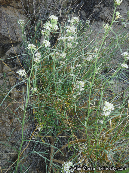 Sivun Lepidium fremontii S. Watson kuva