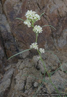 Sivun Lepidium fremontii S. Watson kuva