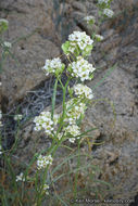 Sivun Lepidium fremontii S. Watson kuva