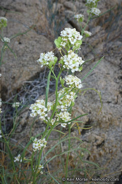 Image of desert pepperweed