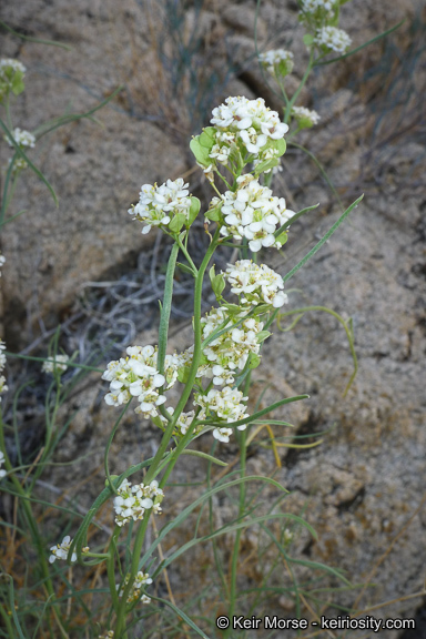 Sivun Lepidium fremontii S. Watson kuva