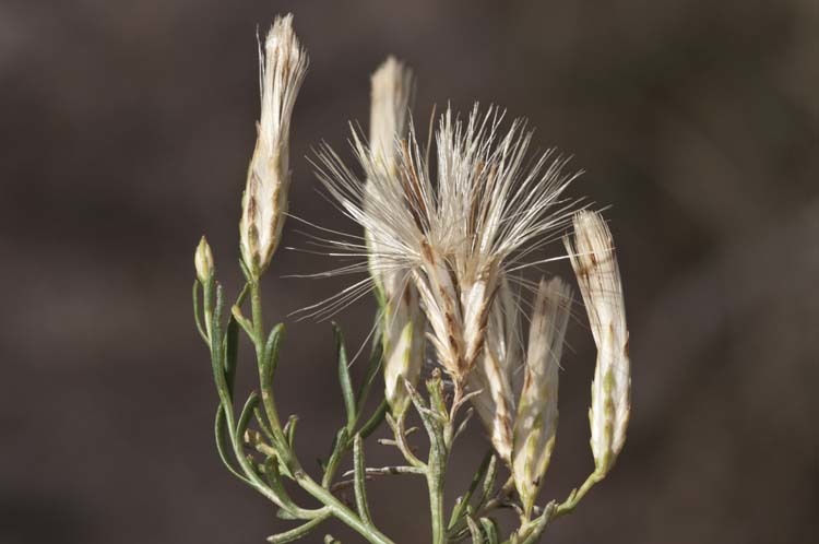 Image of Ericameria nauseosa var. graveolens (Nutt.) Reveal & Schuyler