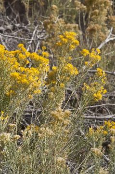 Image of Ericameria nauseosa var. graveolens (Nutt.) Reveal & Schuyler