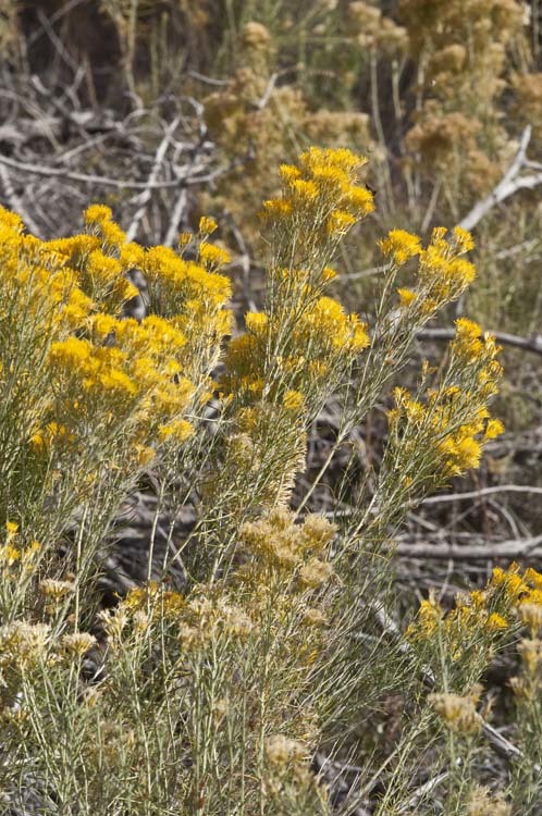 Imagem de Ericameria nauseosa var. graveolens (Nutt.) Reveal & Schuyler