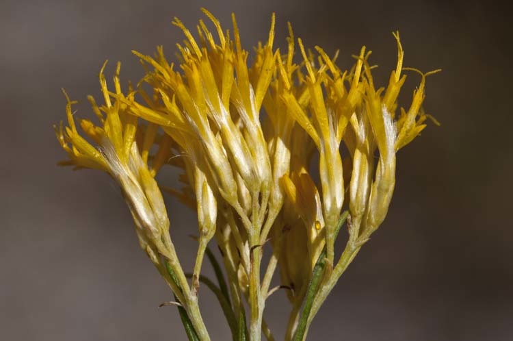 Imagem de Ericameria nauseosa var. graveolens (Nutt.) Reveal & Schuyler