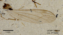 Image of large crane flies