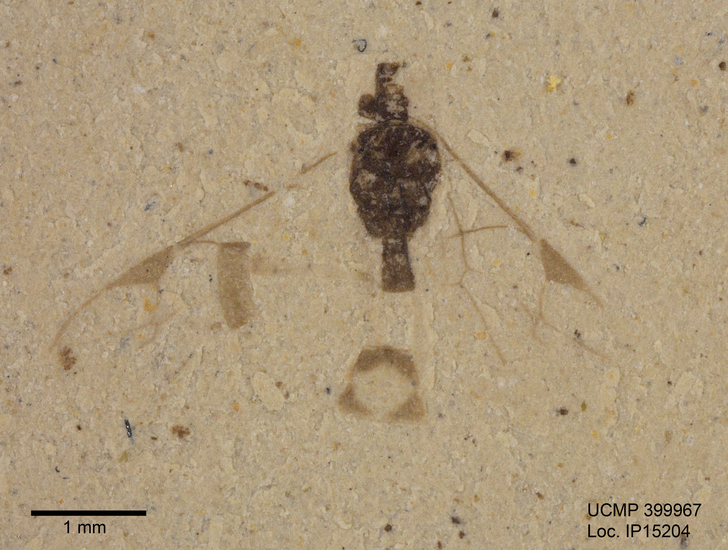 Image de Hymenoptera