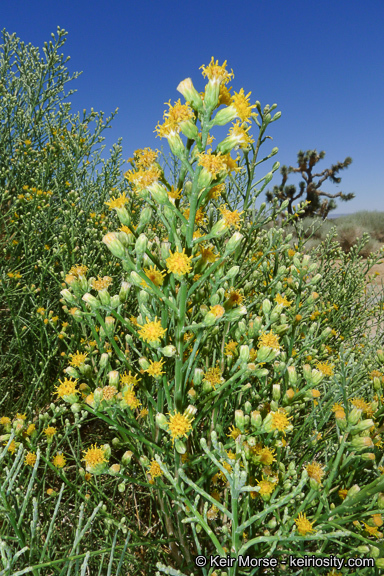 Image of California broomsage