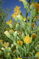 Image of California broomsage