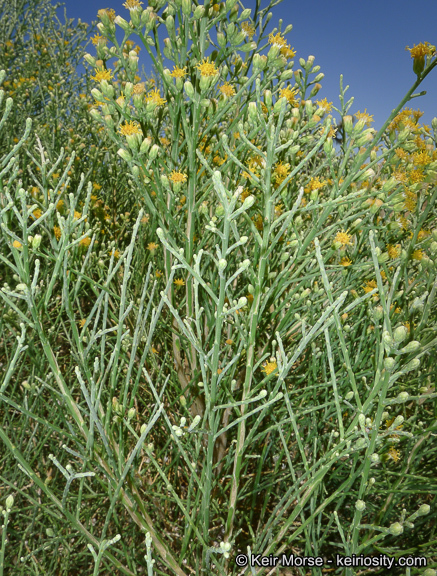 Image of California broomsage