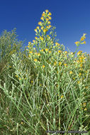 Image of California broomsage