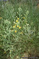 Image of California broomsage