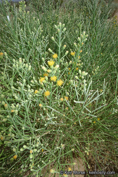 Image of California broomsage