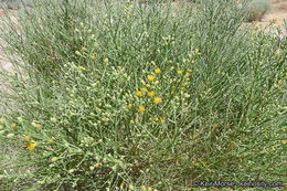 Image of California broomsage