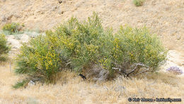 Image of California broomsage