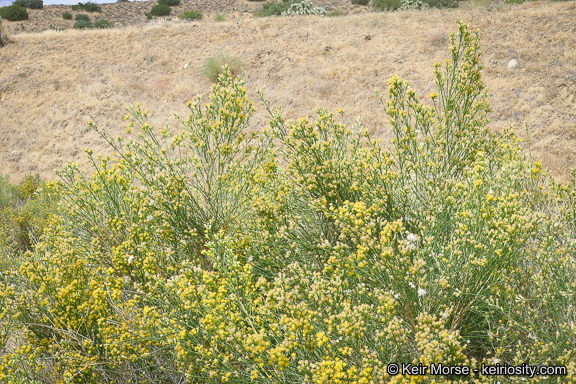 Lepidospartum squamatum (A. Gray) A. Gray resmi