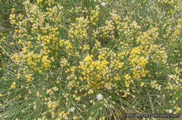 Lepidospartum squamatum (A. Gray) A. Gray resmi