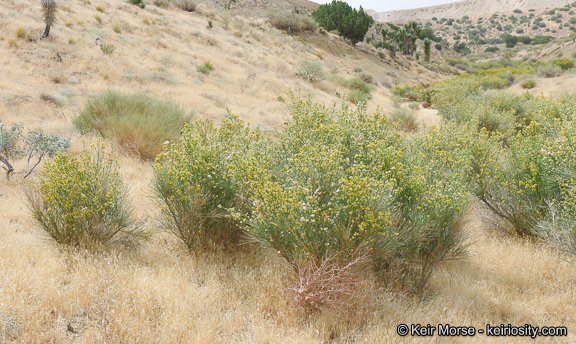 Lepidospartum squamatum (A. Gray) A. Gray resmi