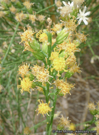 Lepidospartum squamatum (A. Gray) A. Gray resmi