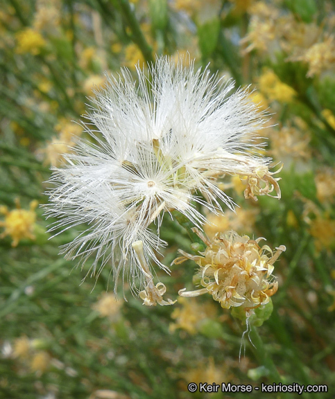 Lepidospartum squamatum (A. Gray) A. Gray resmi