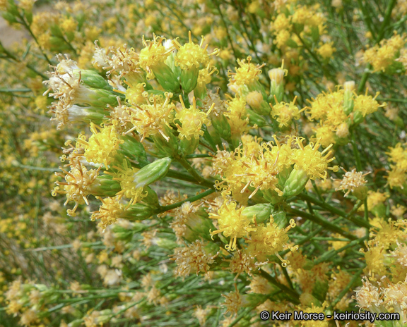 Lepidospartum squamatum (A. Gray) A. Gray resmi