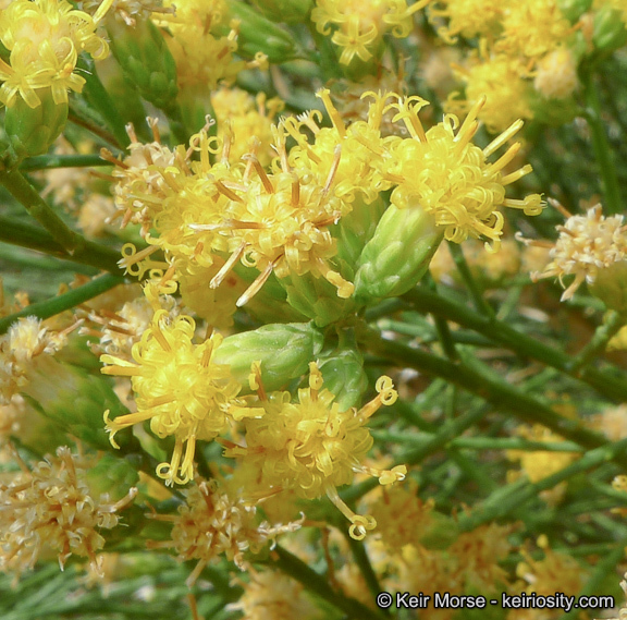 Lepidospartum squamatum (A. Gray) A. Gray resmi