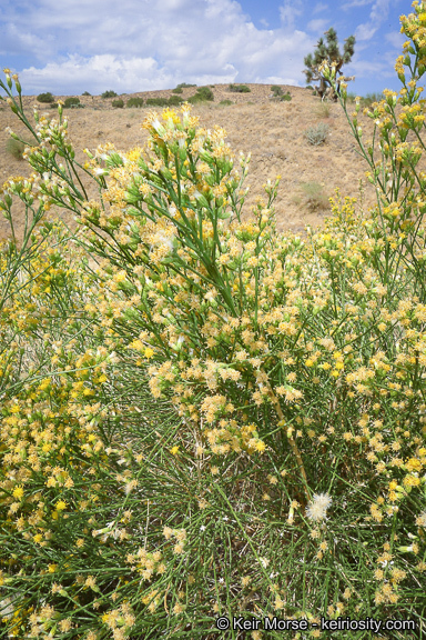 Lepidospartum squamatum (A. Gray) A. Gray resmi