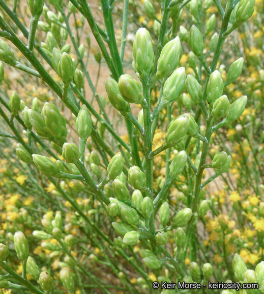 Lepidospartum squamatum (A. Gray) A. Gray resmi