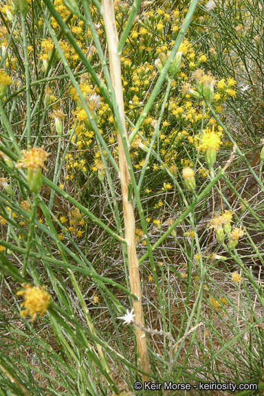 Lepidospartum squamatum (A. Gray) A. Gray resmi