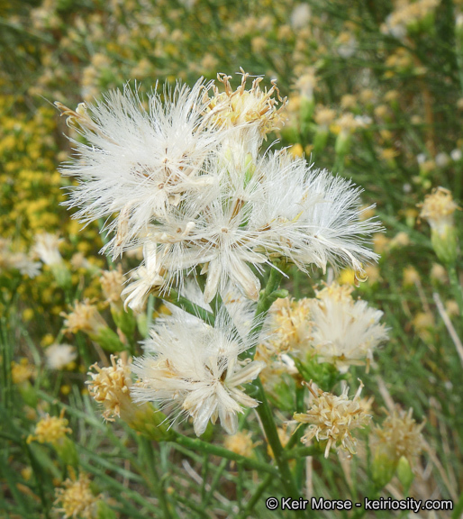 Lepidospartum squamatum (A. Gray) A. Gray resmi