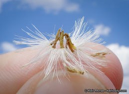 Image of California broomsage