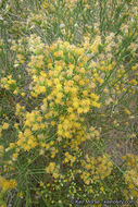 Image of California broomsage