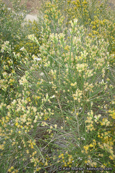 Image of California broomsage