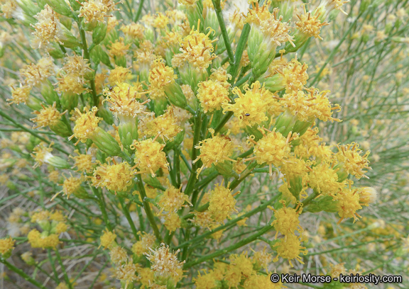 Image of California broomsage