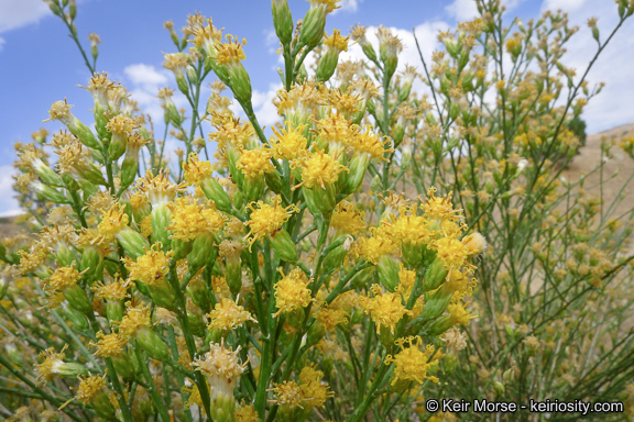 Image of California broomsage