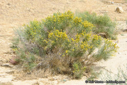 Image of California broomsage