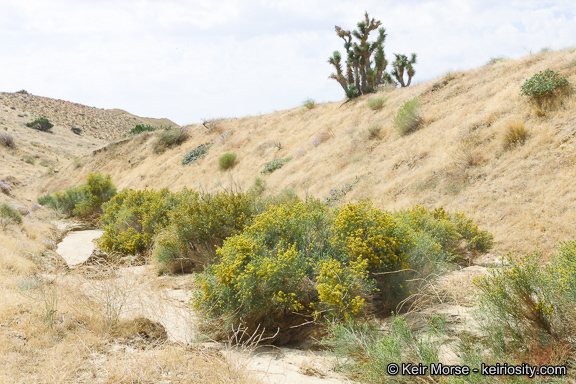 Image of California broomsage