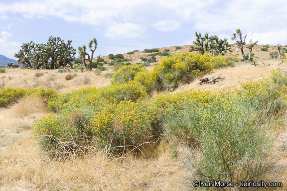 Image of California broomsage