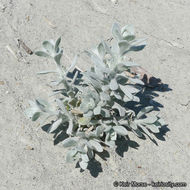 Image of California broomsage