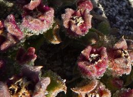 Image of common iceplant