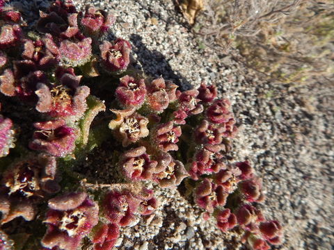 Image of common iceplant