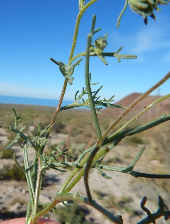 Image of Esteve's pincushion