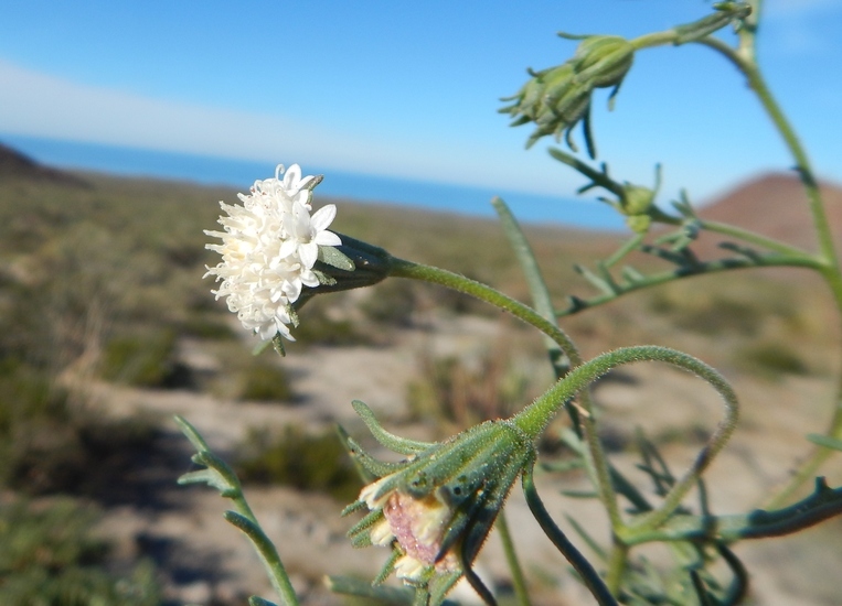 Image of Esteve's pincushion