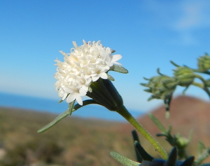 Image of Esteve's pincushion