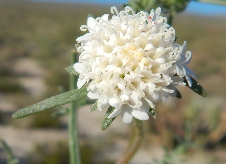 Image of Esteve's pincushion