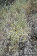 Image of Nevada broomsage