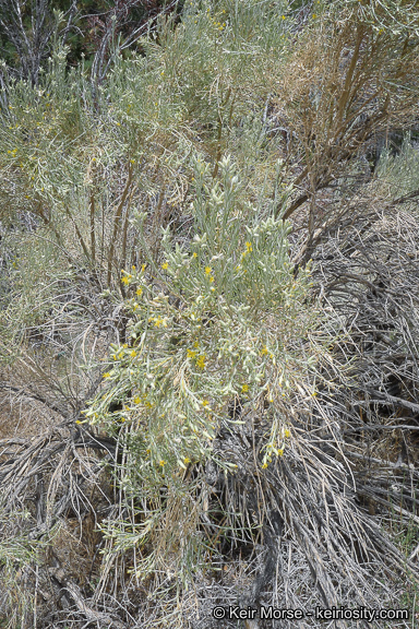 Image of Nevada broomsage