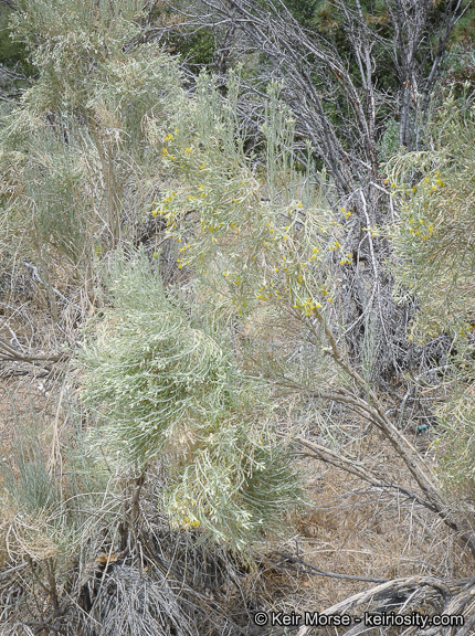 Image of Nevada broomsage